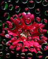 Picture Title - Red Flower with Water Drops
