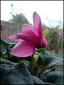 Picture Title - Another Cyclamen