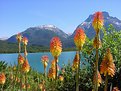 Picture Title - Flowers and mountains