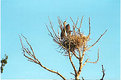 Picture Title - Mom,Pop,and Baby Heron