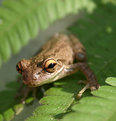 Picture Title - Frog