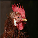 Picture Title - King Cock