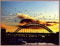 Picture Title - Birds Over The Tyne