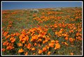 Picture Title - Poppy Reserve 2