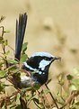 Picture Title - Fairy Wren Male