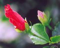 Picture Title - Hibiscus Bloom