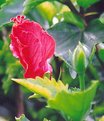 Picture Title - Hibiscus Bloom 2
