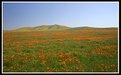 Picture Title - Poppy Reserve III