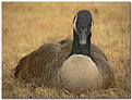 Picture Title - goose