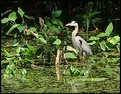 Picture Title - Heron in swamp