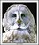 Big Owl Portrait