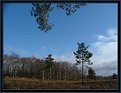 Picture Title - Birch and Pine