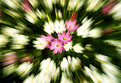 Picture Title - Floral explosion