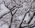 Picture Title - Snow Blossoms?