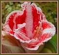 Picture Title - "Shell"Amaryllis