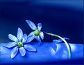 Picture Title - Scilla