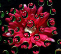 Picture Title - Flower with Water Drops