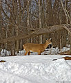 Picture Title - Knee Deep In Snow