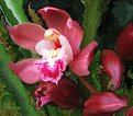 Picture Title - Cracklin' Rose Orchid