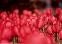 Picture Title - red tulip