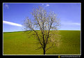Picture Title - Tree
