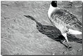 Picture Title - Shadow of a Goose