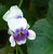 Viola hederacea