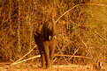 Picture Title - Tusker In The Wild