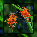 Picture Title - Orange beauties