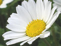 Picture Title - Camomile