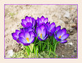 Picture Title - Springflowers