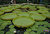 Lily Pads