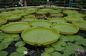 Picture Title - Lily Pads