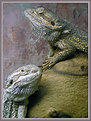 Picture Title - Reptile twins