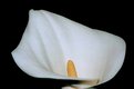 Picture Title - Cala Lilly