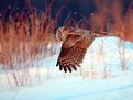 Picture Title - hunting owl