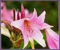 Picture Title - A Pink Lilly