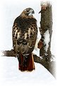 Picture Title - RedTail Hawk