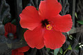 Picture Title - Flower and Fence