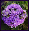 Picture Title - Texas Sea Urchin in dry dock