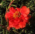 Picture Title - Moss Rose