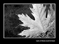 Picture Title - Leaf: A Tribute to Leif Eiriksson