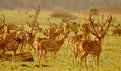 Picture Title - Kabini Grasslands