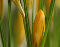 Picture Title - In the Crocus Forrest