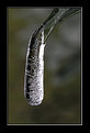 Picture Title - " Icicle"