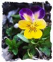 Picture Title - MINI Pansy