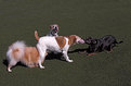 Picture Title - Dog park Fun