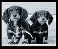 Picture Title - The Brothers Dachshund 2.0