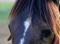 Picture Title - horse eye project