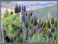 Picture Title - Purple Lupines